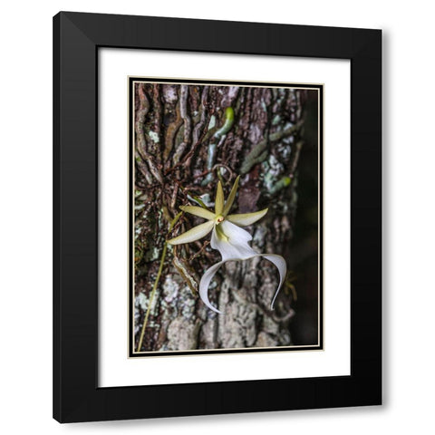 Rare ghost orchid only grows in swamps in South Florida Black Modern Wood Framed Art Print with Double Matting by Richardson, Larry