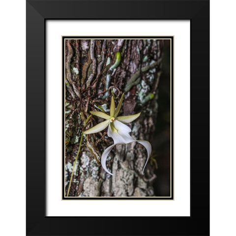 Rare ghost orchid only grows in swamps in South Florida Black Modern Wood Framed Art Print with Double Matting by Richardson, Larry