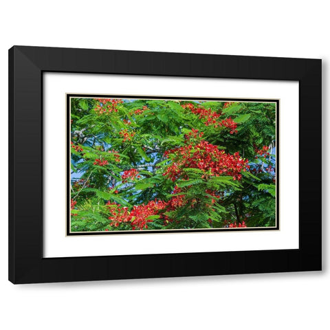 Royal Poinciana tree produces beautiful red flowers Black Modern Wood Framed Art Print with Double Matting by Richardson, Larry