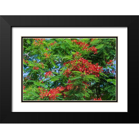 Royal Poinciana tree produces beautiful red flowers Black Modern Wood Framed Art Print with Double Matting by Richardson, Larry