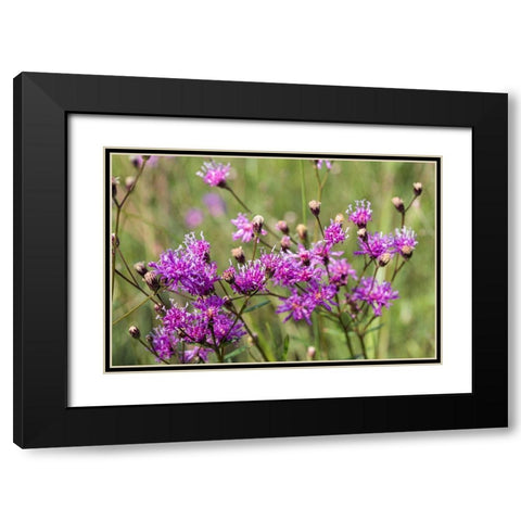 Florida ironweed Black Modern Wood Framed Art Print with Double Matting by Richardson, Larry
