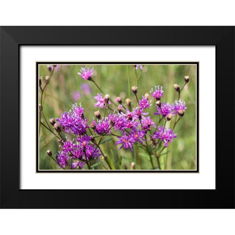 Florida ironweed Black Modern Wood Framed Art Print with Double Matting by Richardson, Larry