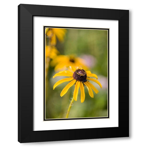Black-eyed Susan blooms Black Modern Wood Framed Art Print with Double Matting by Richardson, Larry