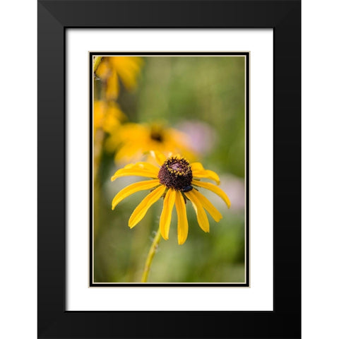 Black-eyed Susan blooms Black Modern Wood Framed Art Print with Double Matting by Richardson, Larry