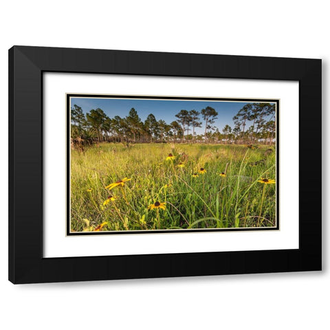Black-eyed Susan blooms Black Modern Wood Framed Art Print with Double Matting by Richardson, Larry
