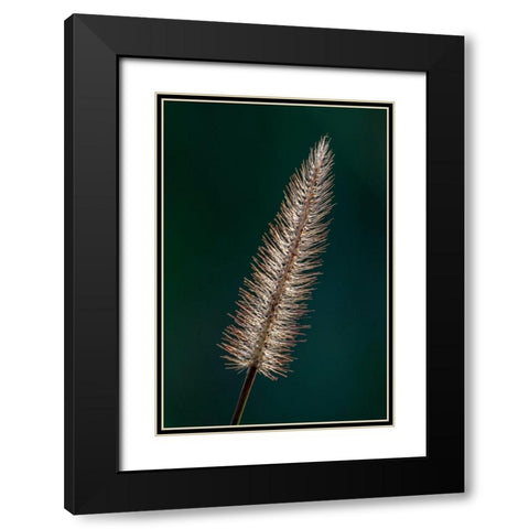 Foxtail grass Black Modern Wood Framed Art Print with Double Matting by Richardson, Larry