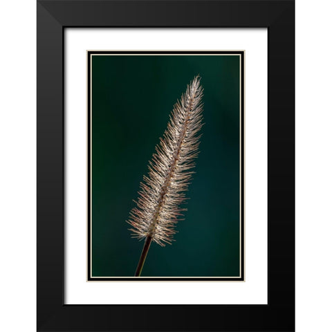 Foxtail grass Black Modern Wood Framed Art Print with Double Matting by Richardson, Larry