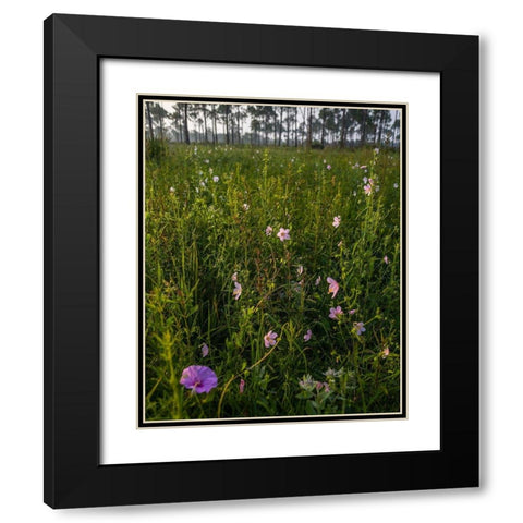 Marsh Mallow blooms in a South Florida prairie Black Modern Wood Framed Art Print with Double Matting by Richardson, Larry