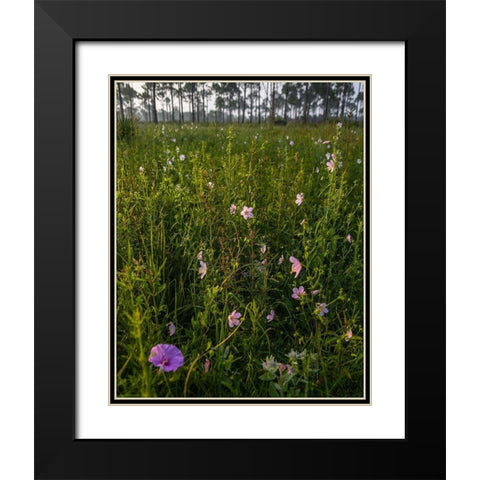 Marsh Mallow blooms in a South Florida prairie Black Modern Wood Framed Art Print with Double Matting by Richardson, Larry