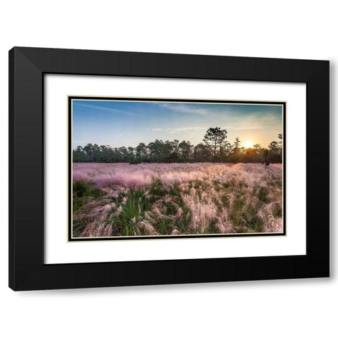 Pink blooming Muhly grass fills a recently burned prairie in south Florida Black Modern Wood Framed Art Print with Double Matting by Richardson, Larry