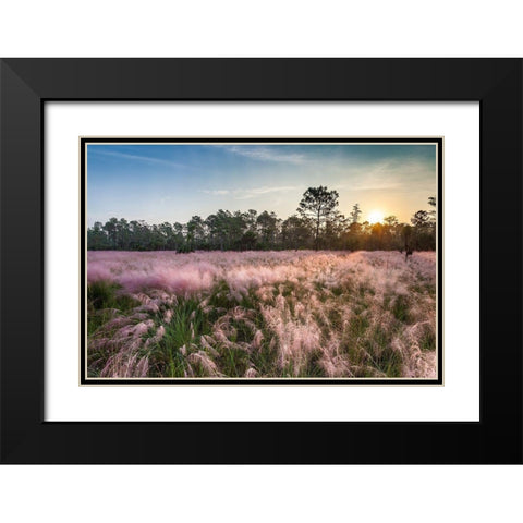 Pink blooming Muhly grass fills a recently burned prairie in south Florida Black Modern Wood Framed Art Print with Double Matting by Richardson, Larry