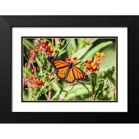 Monarch butterfly lights on a milkweed bloom Black Modern Wood Framed Art Print with Double Matting by Richardson, Larry
