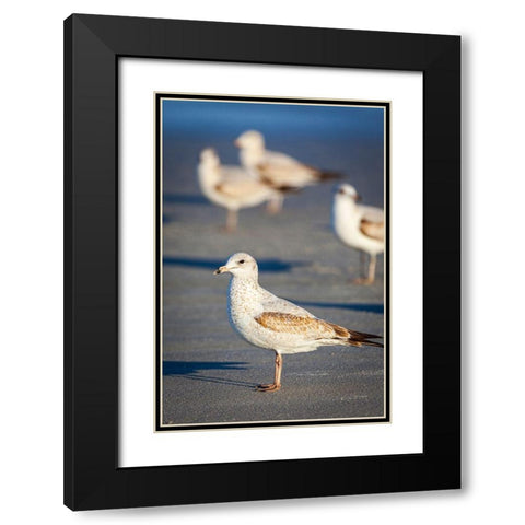 Portrait of a ring-billed gull Black Modern Wood Framed Art Print with Double Matting by Richardson, Larry
