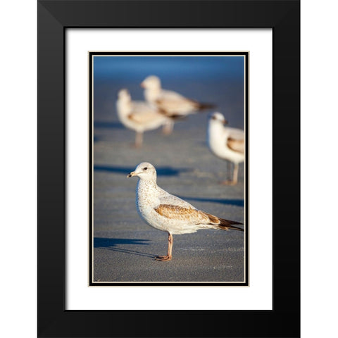 Portrait of a ring-billed gull Black Modern Wood Framed Art Print with Double Matting by Richardson, Larry