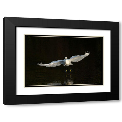 Snowy egret hunting-Green Cay Wetlands-Florida Black Modern Wood Framed Art Print with Double Matting by Pryor, Maresa