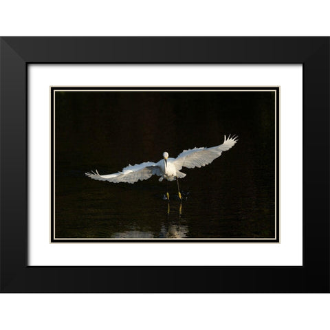 Snowy egret hunting-Green Cay Wetlands-Florida Black Modern Wood Framed Art Print with Double Matting by Pryor, Maresa