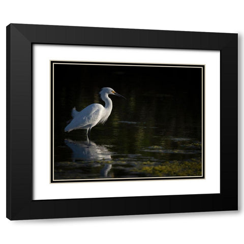 Snowy Egret hunting-Merritt Island National Wildlife Refuge-Florida Black Modern Wood Framed Art Print with Double Matting by Pryor, Maresa