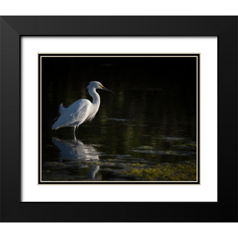 Snowy Egret hunting-Merritt Island National Wildlife Refuge-Florida Black Modern Wood Framed Art Print with Double Matting by Pryor, Maresa