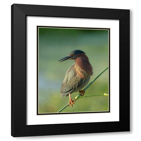 Green heron-Butorides virescens-Green Cay Wetlands-Florida Black Modern Wood Framed Art Print with Double Matting by Pryor, Maresa