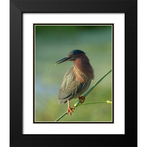 Green heron-Butorides virescens-Green Cay Wetlands-Florida Black Modern Wood Framed Art Print with Double Matting by Pryor, Maresa