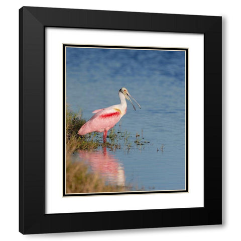 Roseate spoonbill agitated-Merritt island National Wildlife Refuge-Florida-USA Black Modern Wood Framed Art Print with Double Matting by Pryor, Maresa