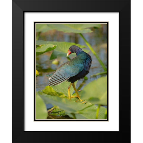 Purple gallinule-Arthur R Marshall Loxahatchee National Wildlife Refuge-Marsh Trail-Florida Black Modern Wood Framed Art Print with Double Matting by Pryor, Maresa