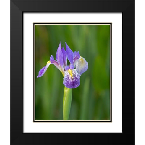 Southern blue flag iris-Iris virginica-Loxahatchee National Wildlife Refuge-Florida Black Modern Wood Framed Art Print with Double Matting by Pryor, Maresa