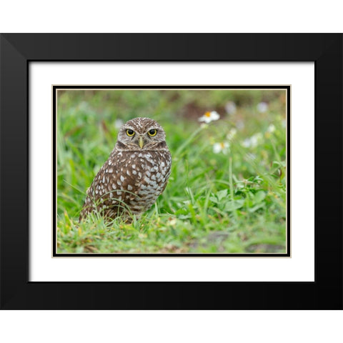 Burrowing owl-Athene cunicularia-Florida Black Modern Wood Framed Art Print with Double Matting by Pryor, Maresa