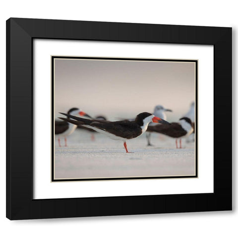 Black Skimmers on Lido Beach-Florida Black Modern Wood Framed Art Print with Double Matting by Pryor, Maresa