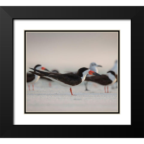 Black Skimmers on Lido Beach-Florida Black Modern Wood Framed Art Print with Double Matting by Pryor, Maresa