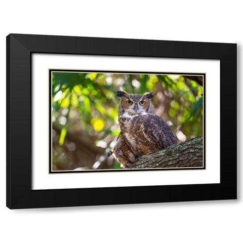 Portrait of a Great Horned Owl-perched in a tree Black Modern Wood Framed Art Print with Double Matting by Haddad, Sheila