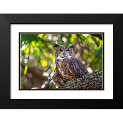 Portrait of a Great Horned Owl-perched in a tree Black Modern Wood Framed Art Print with Double Matting by Haddad, Sheila
