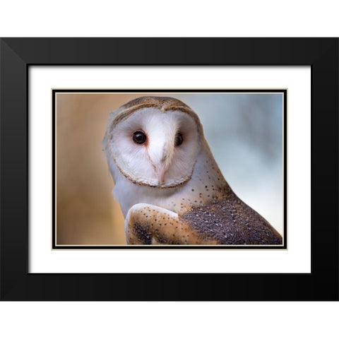 A Barn Owl-close up-looking directly on Black Modern Wood Framed Art Print with Double Matting by Haddad, Sheila