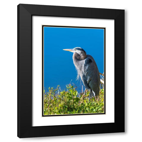 A hunched Great Blue Heron by the side of deep blue water-standing in brush Black Modern Wood Framed Art Print with Double Matting by Haddad, Sheila