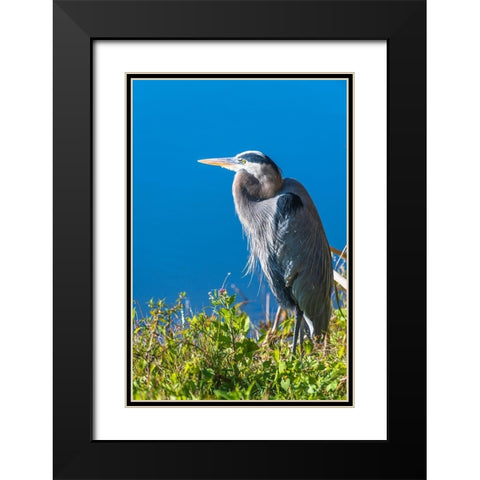 A hunched Great Blue Heron by the side of deep blue water-standing in brush Black Modern Wood Framed Art Print with Double Matting by Haddad, Sheila