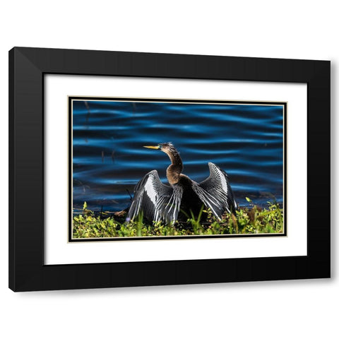 A male Anhinga-drying with wings open-mating season-the eye is ringed green/blue Black Modern Wood Framed Art Print with Double Matting by Haddad, Sheila