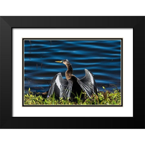 A male Anhinga-drying with wings open-mating season-the eye is ringed green/blue Black Modern Wood Framed Art Print with Double Matting by Haddad, Sheila