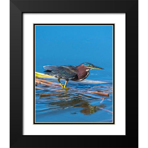 A green Heron paused as he looks for his next meal Black Modern Wood Framed Art Print with Double Matting by Haddad, Sheila