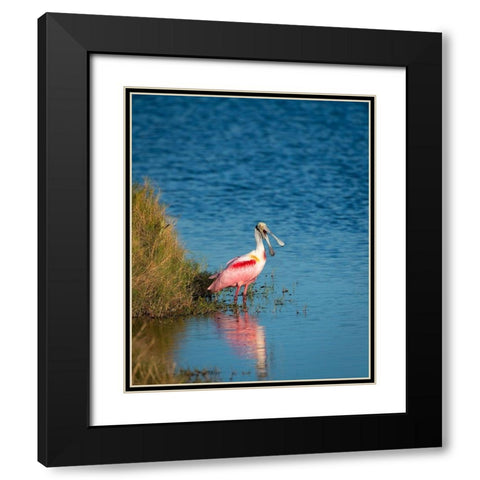 A Roseate Spoonbill standing in water calling out-sign of stress Black Modern Wood Framed Art Print with Double Matting by Haddad, Sheila
