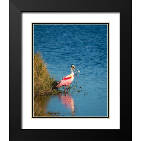 A Roseate Spoonbill standing in water calling out-sign of stress Black Modern Wood Framed Art Print with Double Matting by Haddad, Sheila