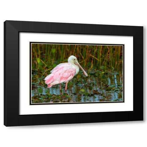 A Roseate Spoonbill standing in water in Orlando Wetlands-Florida Black Modern Wood Framed Art Print with Double Matting by Haddad, Sheila