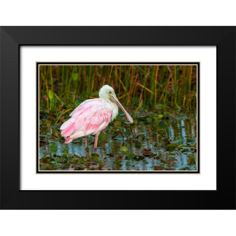 A Roseate Spoonbill standing in water in Orlando Wetlands-Florida Black Modern Wood Framed Art Print with Double Matting by Haddad, Sheila