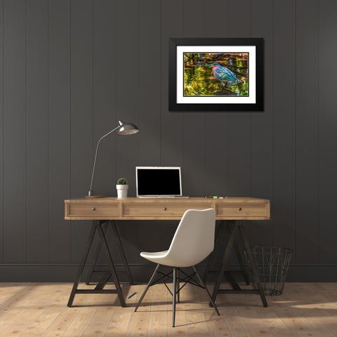 Colorful green heron fishing-Florida Black Modern Wood Framed Art Print with Double Matting by Perry, William