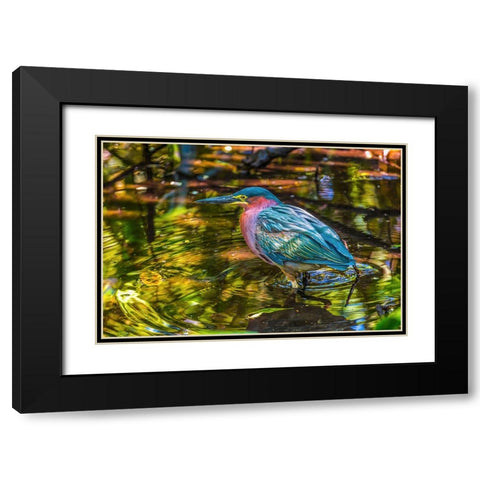 Colorful green heron fishing-Florida Black Modern Wood Framed Art Print with Double Matting by Perry, William