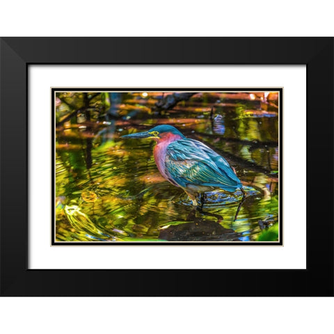 Colorful green heron fishing-Florida Black Modern Wood Framed Art Print with Double Matting by Perry, William