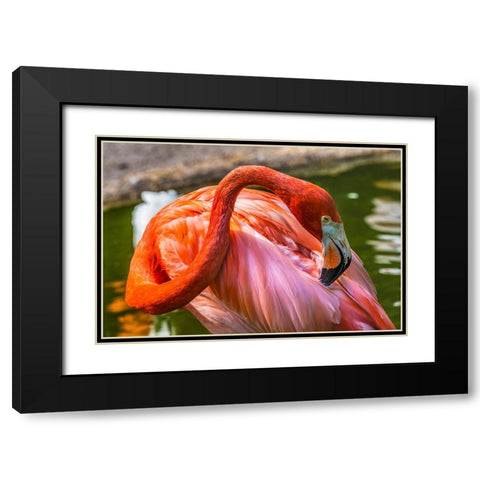 Colorful American Caribbean Flamingo-Florida Black Modern Wood Framed Art Print with Double Matting by Perry, William