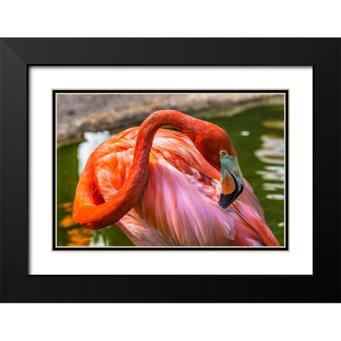 Colorful American Caribbean Flamingo-Florida Black Modern Wood Framed Art Print with Double Matting by Perry, William