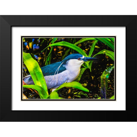 Colorful black crowned night heron fishing-Florida Black Modern Wood Framed Art Print with Double Matting by Perry, William