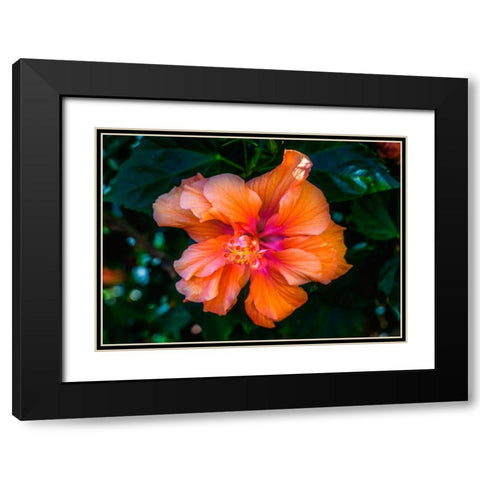 Tropical hibiscus flowers-Florida-Tropical hibiscus has many varieties Black Modern Wood Framed Art Print with Double Matting by Perry, William
