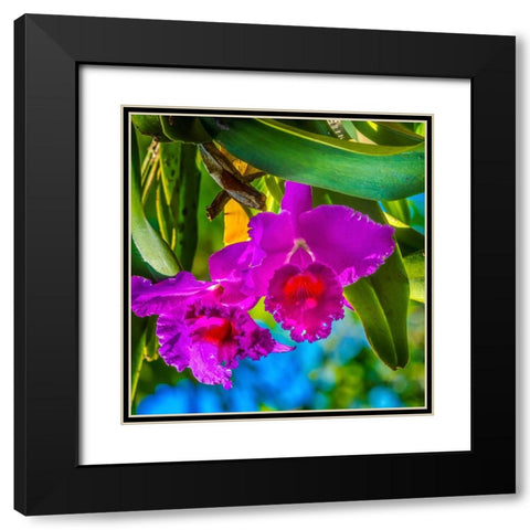 Tropical flowers-Florida Black Modern Wood Framed Art Print with Double Matting by Perry, William